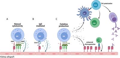 HLA Class I Molecules as Immune Checkpoints for NK Cell Alloreactivity and Anti-Viral Immunity in Kidney Transplantation